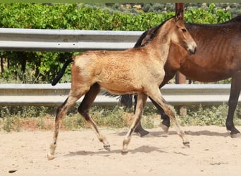 Andalusier, Stute, , Falbe