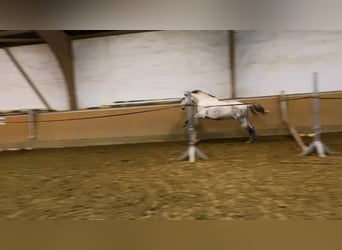 Andalusier, Valack, 10 år, 156 cm, Gråskimmel