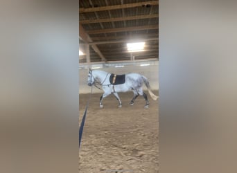 Andalusier, Valack, 10 år, 156 cm, Gråskimmel