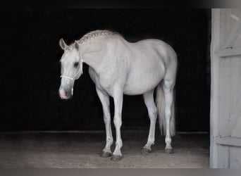 Andalusier, Valack, 10 år, 157 cm, Grå