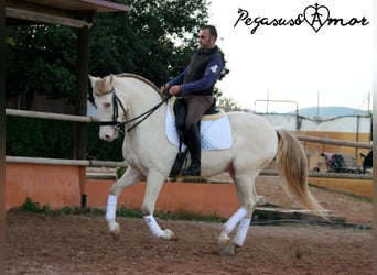 Andalusier, Valack, 11 år, 158 cm, Perlino
