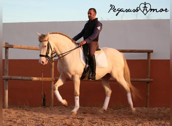 Andalusier, Valack, 11 år, 158 cm, Perlino