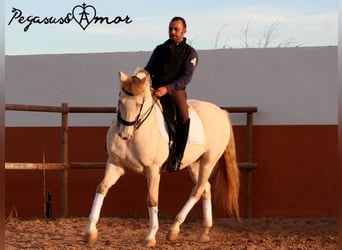 Andalusier, Valack, 11 år, 158 cm, Perlino