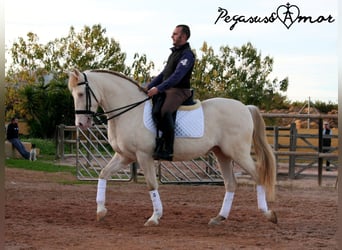 Andalusier, Valack, 11 år, 158 cm, Perlino