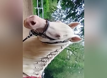 Andalusier Blandning, Valack, 11 år, 165 cm, Cremello