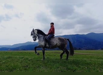 Andalusier Blandning, Valack, 11 år, 168 cm, Grå