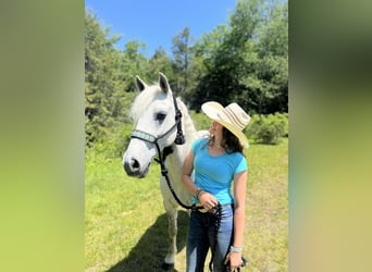 Andalusier Blandning, Valack, 11 år, Grå