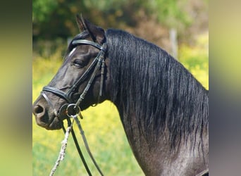 Andalusier Blandning, Valack, 12 år, 147 cm, Svart