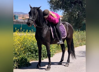 Andalusier Blandning, Valack, 12 år, 147 cm, Svart
