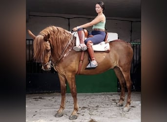 Andalusier, Valack, 12 år, 164 cm, Fux