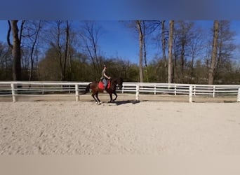 Andalusier, Valack, 13 år, 152 cm, Svart
