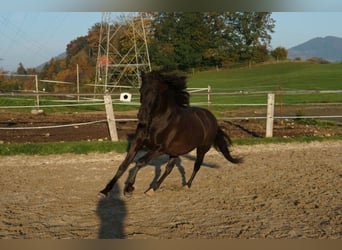 Andalusier, Valack, 13 år, 152 cm, Svart