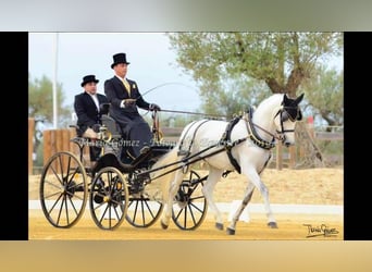 Andalusier, Valack, 16 år, 164 cm, Grå