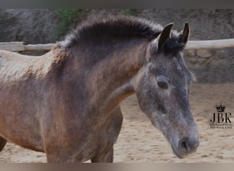 Andalusier, Valack, 1 år, 152 cm, Grå