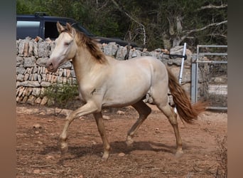 Andalusier, Valack, 2 år, 149 cm, Perlino