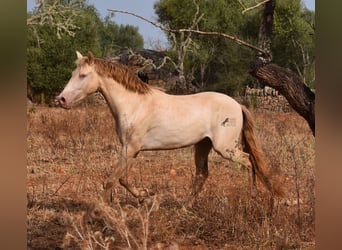 Andalusier, Valack, 2 år, 149 cm, Perlino