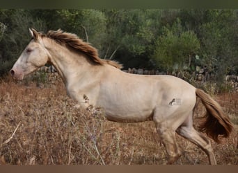 Andalusier, Valack, 2 år, 149 cm, Perlino