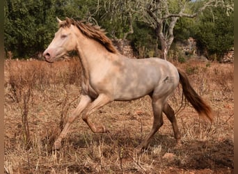 Andalusier, Valack, 2 år, 149 cm, Perlino