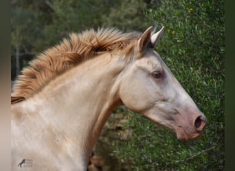 Andalusier, Valack, 2 år, 149 cm, Perlino