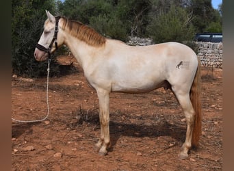 Andalusier, Valack, 2 år, 149 cm, Perlino