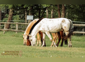 Andalusier Blandning, Valack, 2 år, 159 cm, Leopard-Piebald