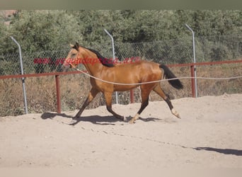 Andalusier, Valack, 2 år, Black