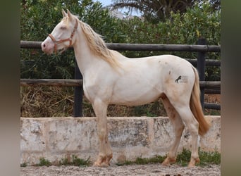 Andalusier, Valack, 3 år, 150 cm, Cremello