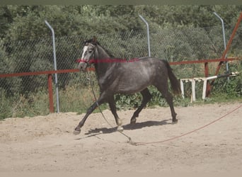 Andalusier, Valack, 3 år, 150 cm, Grå