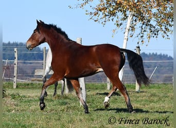 Andalusier, Valack, 3 år, 152 cm, Brun