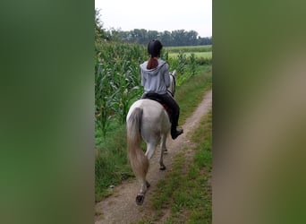 Andalusier, Valack, 3 år, 152 cm, Pinto