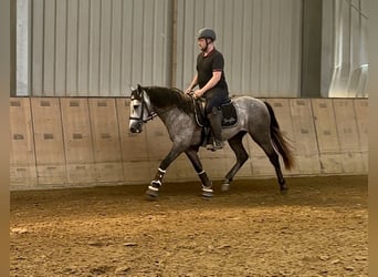 Andalusier, Valack, 3 år, 155 cm, Grå