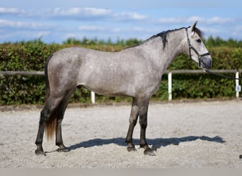 Andalusier, Valack, 3 år, 155 cm, Grå