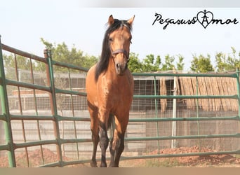 Andalusier, Valack, 3 år, 155 cm, Gulbrun