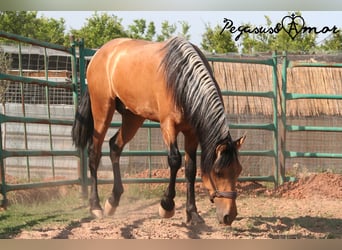Andalusier, Valack, 3 år, 155 cm, Gulbrun