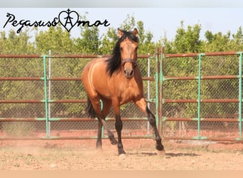 Andalusier, Valack, 3 år, 155 cm, Gulbrun
