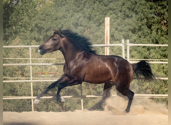 Andalusier, Valack, 3 år, 156 cm, Black