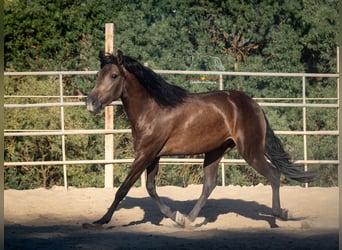 Andalusier, Valack, 3 år, 156 cm, Black