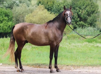 Andalusier, Valack, 3 år, 157 cm, Grå