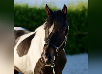 Andalusier, Valack, 3 år, 157 cm, Pinto