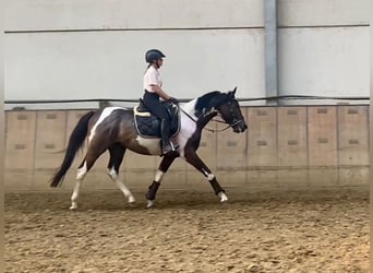 Andalusier, Valack, 3 år, 157 cm, Pinto