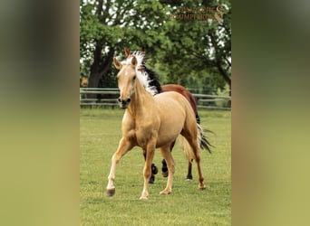 Andalusier Blandning, Valack, 3 år, 159 cm, Palomino