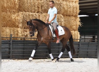 Andalusier, Wallach, 3 Jahre, 160 cm, Schimmel