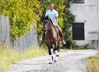 Andalusier, Wallach, 3 Jahre, 160 cm, Schimmel