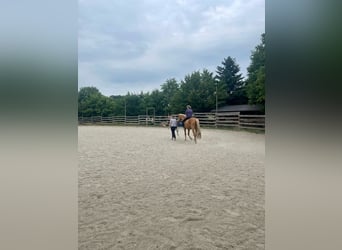 Andalusier, Valack, 3 år, 160 cm, Palomino