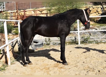 Andalusier, Valack, 3 år, 160 cm, Svart