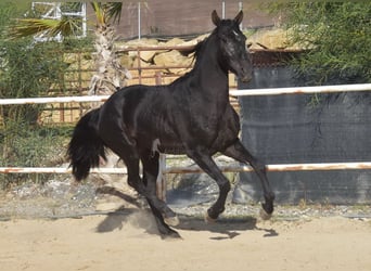 Andalusier, Valack, 3 år, 160 cm, Svart