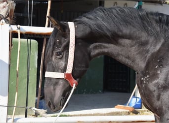 Andalusier, Valack, 3 år, 160 cm, Svart