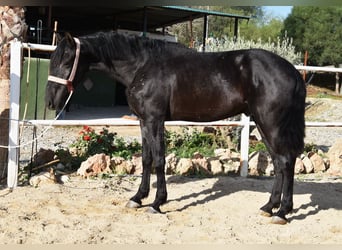 Andalusier, Valack, 3 år, 160 cm, Svart