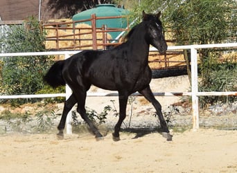 Andalusier, Valack, 3 år, 160 cm, Svart