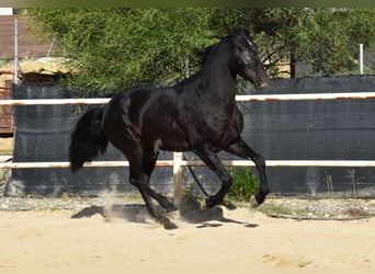 Andalusier, Valack, 3 år, 160 cm, Svart